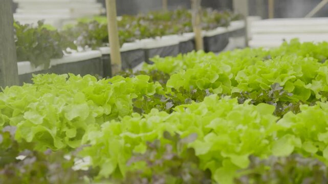 Close-up 4K dolly shot moving along rows of organic Hydroponic vegetables in a greenhouse. Fresh Red Oak and Green Oak lettuce being watered by a fine mist irrigation system. The footage captures wate