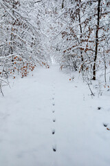 Vertical shot of footprints of a wild animal leading through a snow covered forest path. The scene captures the tranquility of nature in winter with frosted branches and dry leaves.