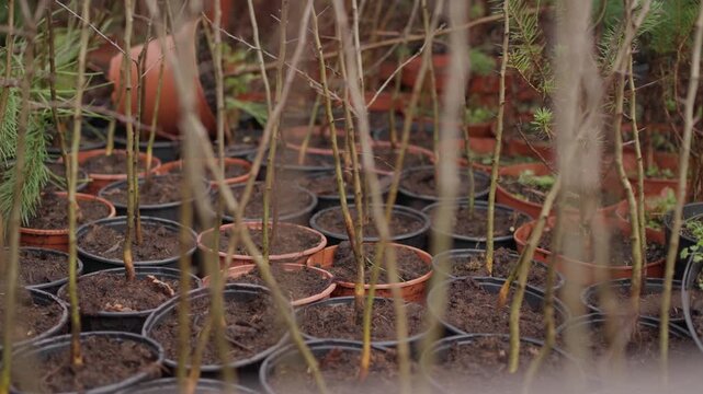 Close view of young tree seedlings growing in plastic pots at nursery