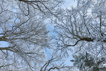 Bare tree branches covered in hoarfrost seen from below against a vibrant blue sky on a cold winter day