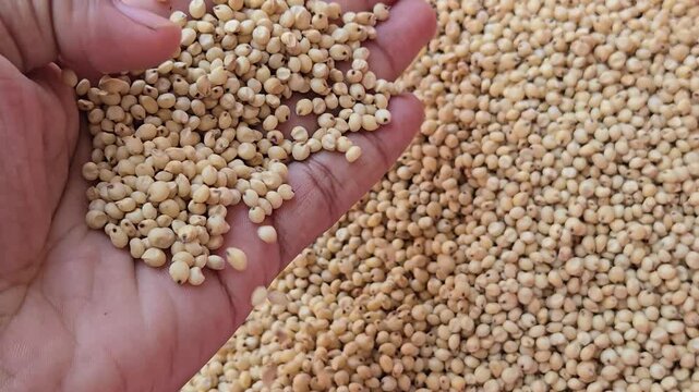 People prefer clean, uniformly sized sorghum/jowar grains for making quality food like bhakri roti. Checking for quality ensures safe, nutritious meals for the family home.