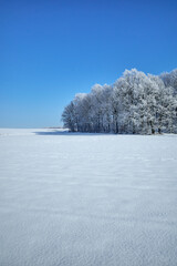 A picturesque winter landscape showing a snow-covered field and a row of trees frosted with white snow, with an intense blue sky in the background. Peaceful scenery of nature.