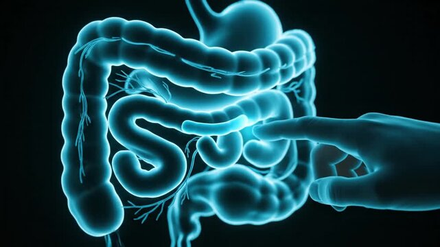 Medical Animation of Hand Touching Human Digestive System on a Dark Background Anatomy and Colon Illustration