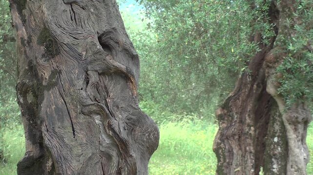 Natural contrasts: ancient bark and green olive shoots