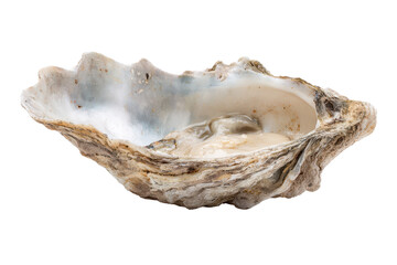 Natural oyster shell isolated on transparent background. Open oyster shell with glistening inside surface isolated on white background.