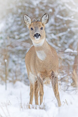 Obraz premium European roe deer (Capreolus capreolus) standing in a snowy winter landscape.