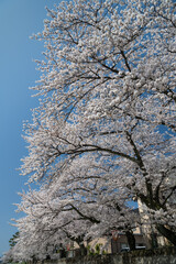 川縁で咲き誇る満開の桜