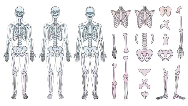 Detailed medical illustration of the human skeleton system showing the full body frame alongside various individual bone parts.