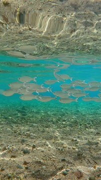School of Flagtail fish swim in blue water over sandy-stoned sea floor, shimmering in bright midday sun. Striped Flagfish or Five-stripped Flagfish (Kuhlia mugil)