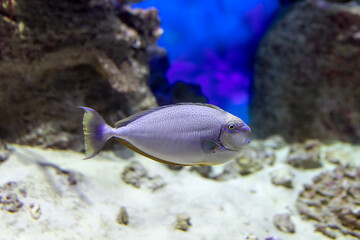 Rhino Vlamingh (Naso vlamingii, Bignose unicornfish) or fish surgeon sea and ocean fish