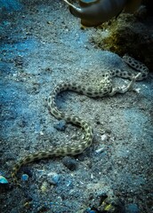 A Spotted Snake Eel (Myrichthys maculosus) slithering across the sandy ocean floor, unique marine creature in its natural environment.