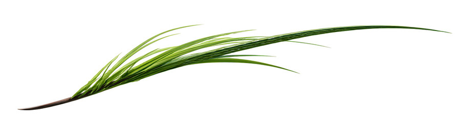 Fototapeta premium Graceful long curved green leaf with delicate texture and bright green color, showing a gentle arc and natural form, isolated on a transparent background
