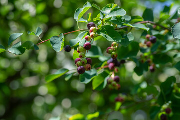 Amelanchier lamarckii ripe and unripe fruits on branches, group of berry-like pome fruits called serviceberry