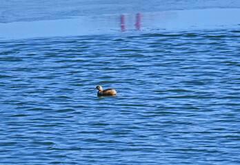 冬の池を泳ぐカイツブリ