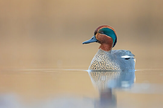 Male Eurasian teal (Anas crecca) swimming calmly on still water, close-up wildlife portrait. Colorful duck with chestnut head and green eye stripe photographed at eye level.