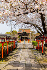 京都府　六孫王神社の桜風景