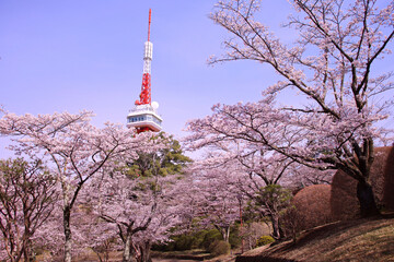 宇都宮市　八幡山公園の満開の桜