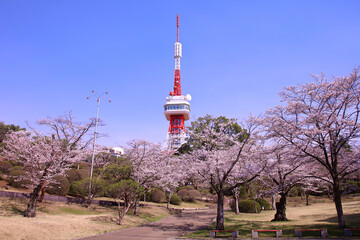 宇都宮市　八幡山公園の満開の桜
