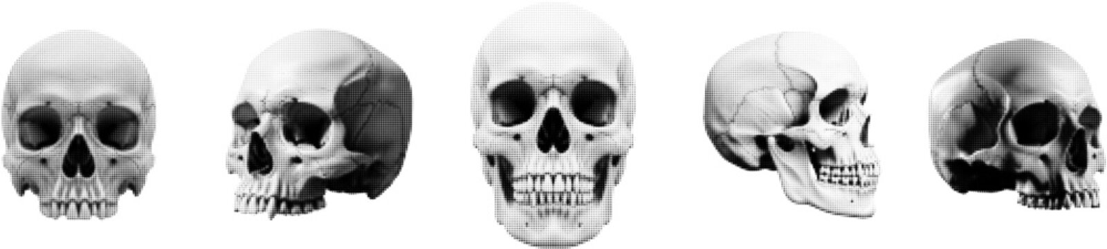 Halftone style black and white vector set showing front side and profile skull illustrations in medical anatomy view with dotted shading effect