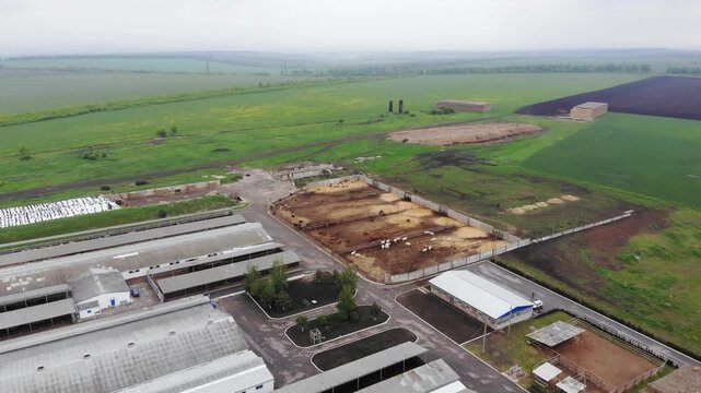 Drone Aerial View of Cattle Feedlot with Cows in Fenced Pens