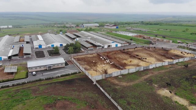 Drone Aerial View of Cattle Feedlot with Cows in Fenced Pens