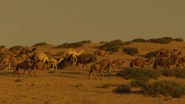 Group of camels walking together through the Moroccan desert at sunset, cinematic travel scene with vast open landscape