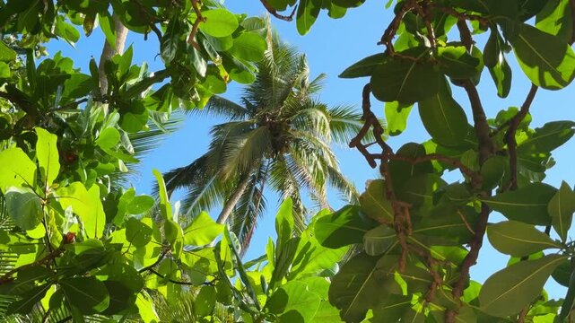 Upward cinematic drone view of tropical palm and exotic Thai flora against vivid blue sky in Phuket, Thailand. Pure tropical nature, summer heat, paradise island atmosphere