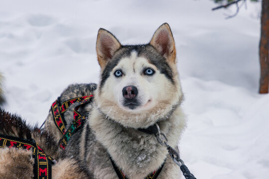 Dog sledding with huskies through the snowy forests of Inari, Finnish Lapland