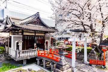 京都府　六孫王神社の桜風景