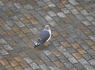 ウミネコの後ろ姿