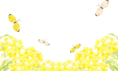 菜の花畑と蝶の春のフレーム
