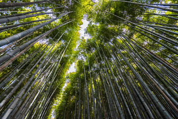 京都府嵐山　竹林の小径