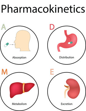 Pharmacokinetics: Absorption, Distribution, Metabolism, and Excretion ADME