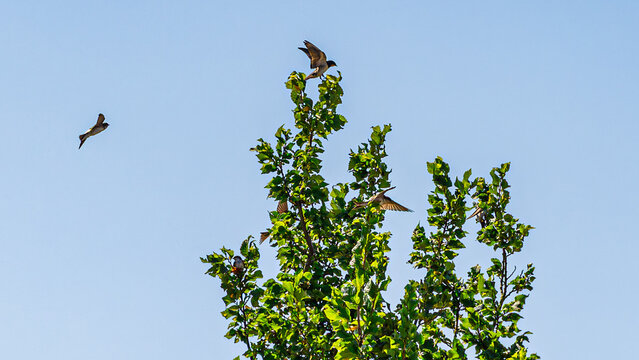 Schwalben &ndash; J&auml;ger der Fluginsekten&nbsp;