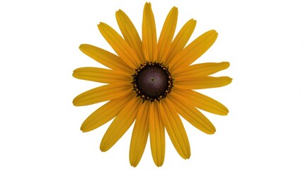 Vibrant yellow flower with dark center on white background