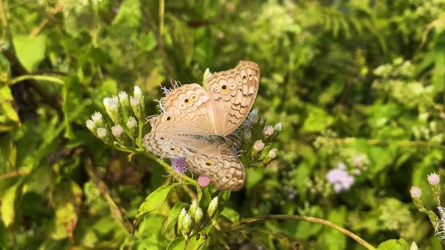 Grey pansy butterfly perched on purple siam weed flowers Bangladesh, soft brown wings with eye spots against lush green.