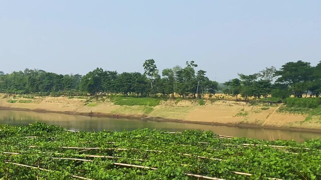 Bangladesh Surma River bank lablab bean farm, rural village house with tin roof, banana plants and golden crops, peaceful agriculture landscape.