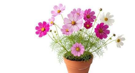 Naklejka premium Pink, purple, and white cosmos flowers in a terracotta pot, vibrant floral arrangement, isolated PNG with Transparent Background