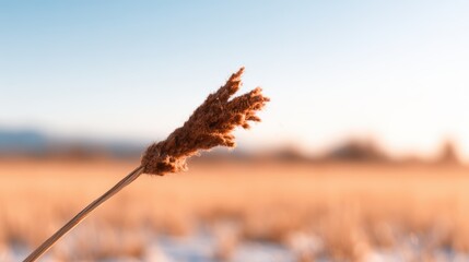 A detailed close-up of a wild reed standing elegantly against a bright background, embodying the beauty and simplicity of nature, evoking feelings of calm and serenity.
