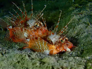 Two striped lionfish rest together on a sandy seabed underwater. Venomous spiny fish lie camouflaged on the ocean floor in shallow sea.
