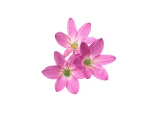 Obraz premium Three pink rain lily (Zephyranthes rosea) flowers isolated on white background. Perfect for floral designs, spring themes, or botanical illustrations