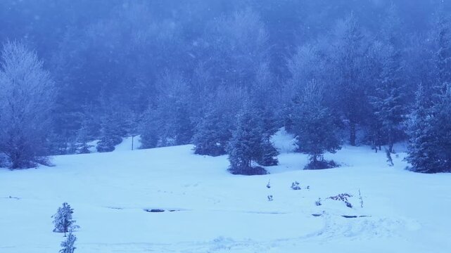Winter forest in the snow. 