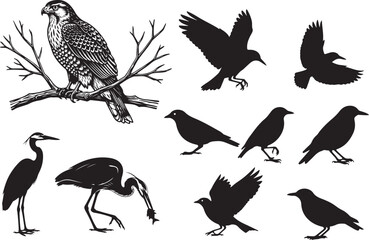 Obraz premium Vintage botanical illustration of various birds in black and white