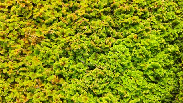 Dense Mat of Water Fern (Azolla) on Water Surface, Natural Green Texture Background of Floating Aquatic Plants. Green Ground Cover, Moss Texture