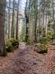Fototapeta premium Moss-covered forest trail at Blausee - woodland path with roots, boulders and firs in Bernese Oberland