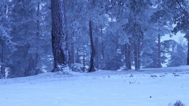 Fog rolling through a snow-covered pine woodland, frozen branches creating intricate patterns. Quiet winter morning in untouched forest nature.