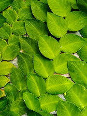 Vertical background of green pattern and texture of Rhaphidophora Hayi plant. Wall climbing plant for outdoor or indoor. For graphic design, 3D rendering and banners © Hary