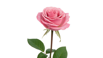 Fototapeta premium Isolated single pink rose with green stem and leaves on white, showcasing delicate petals and natural beauty, perfect for design projects
