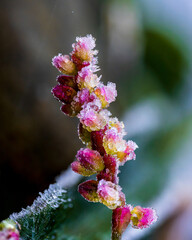 冬の朝に霜が降りて凍りついたイヌタデ / Frosted knotweed frozen on a winter morning