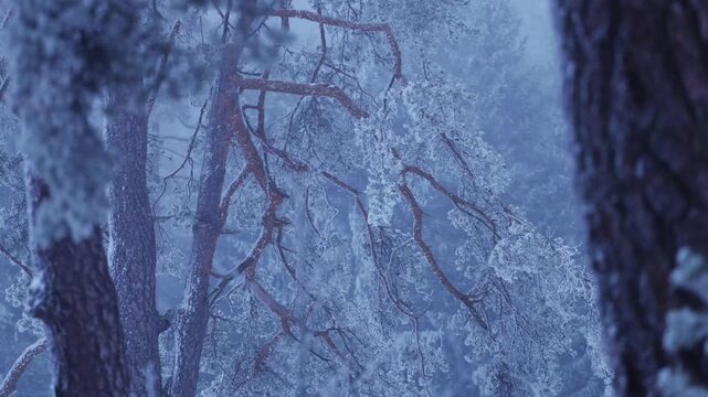 Winter pine forest with snow-laden branches and icy details in a soft foggy background. Calm, atmospheric woodland scene symbolizing solitude and natural beauty.